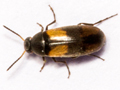 Anaspis fasciata